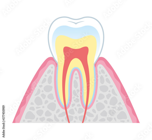 Tooth cross section