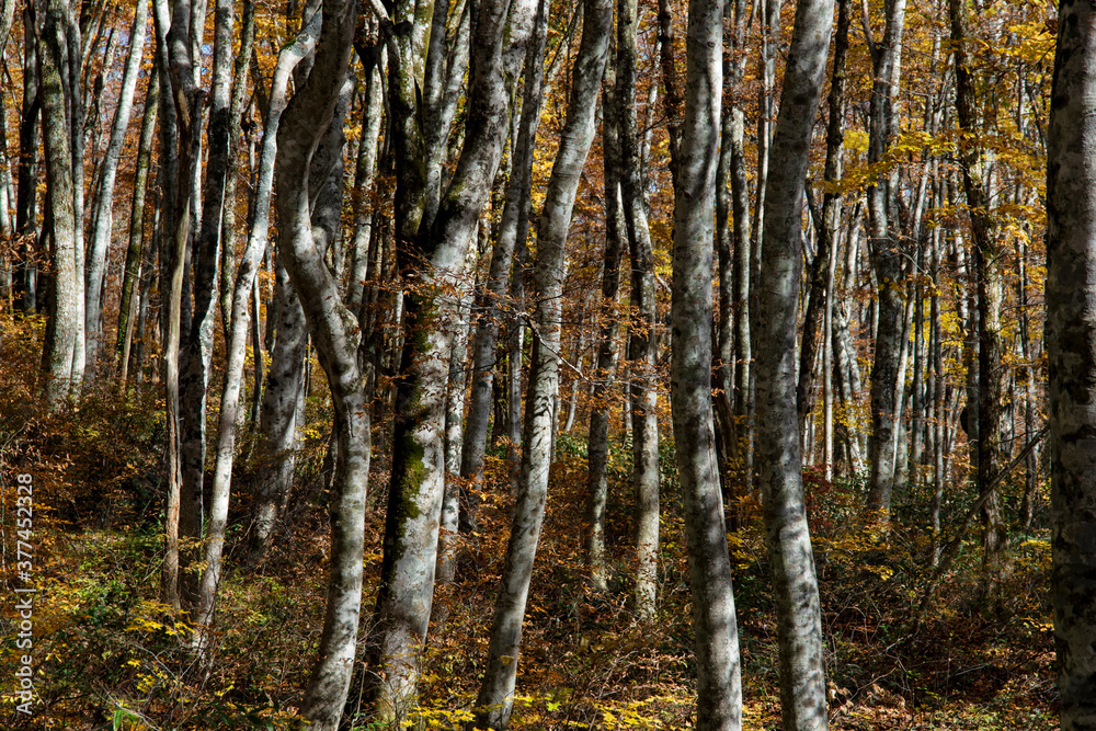 Fototapeta premium 秋の美しい大山の自然（鳥取県）