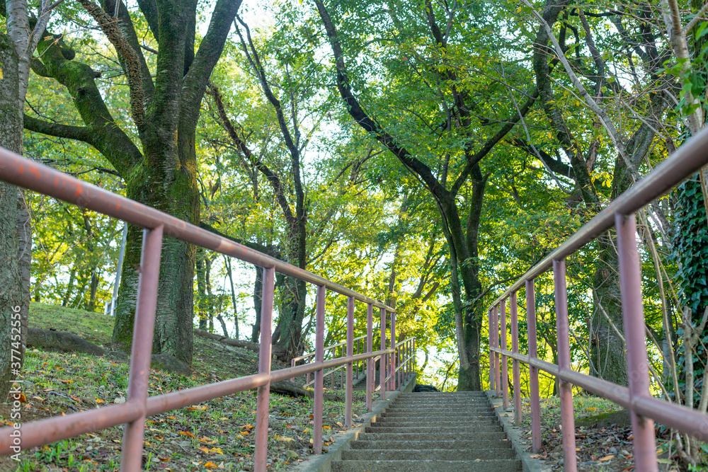 stairs in the park surrounded by trees with green leaves in tokyo, japan