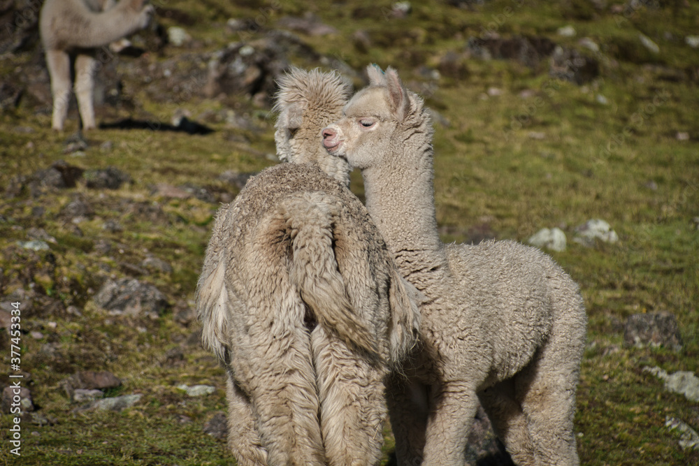 Obraz premium Ausangate, Peru.