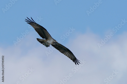 osprey is hunting a fish