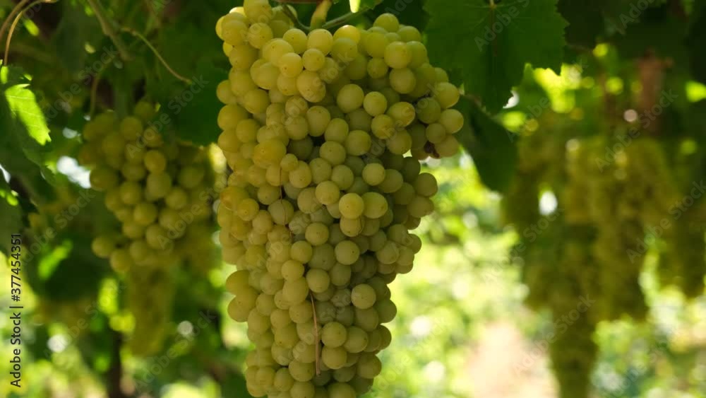 Natural, organic grapes and vine leaves in the vineyard Natural, organic grapes and vine leaves in the vineyard