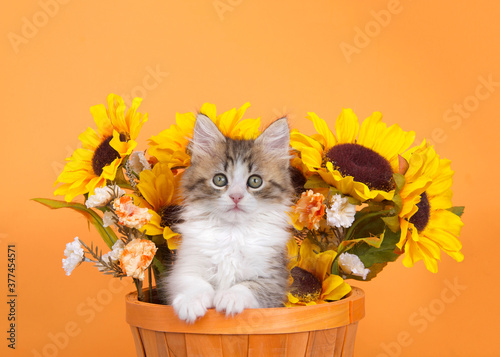 Norwegian Forrest Cat kitten peaking out of an orange basket with sunflowers behind her, looking around. Autumn orange background. photo