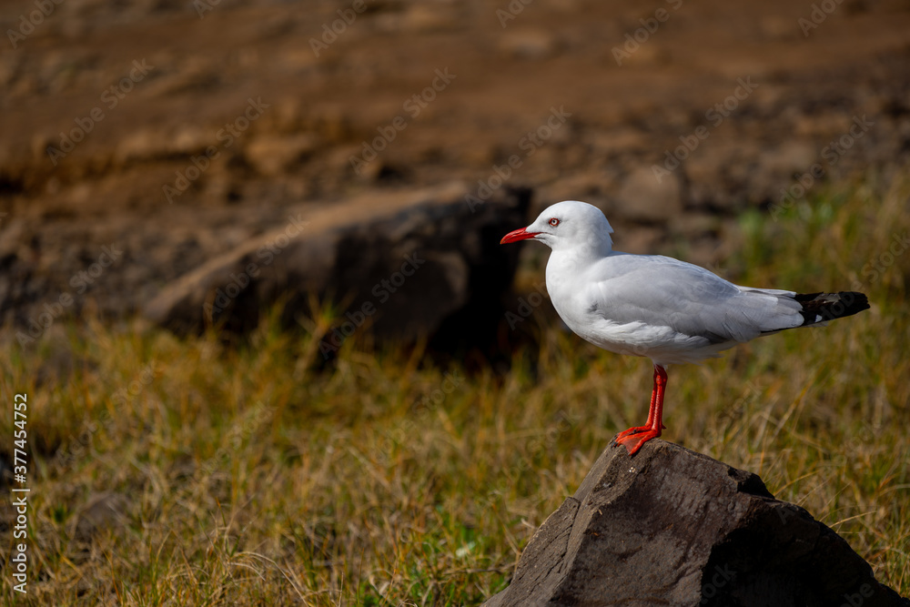 Seagull standing on a rock