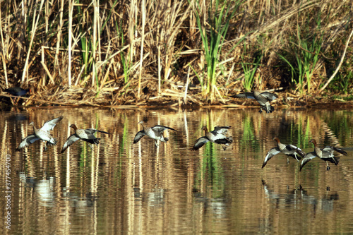 Mob of Wood Ducks landing on a pond