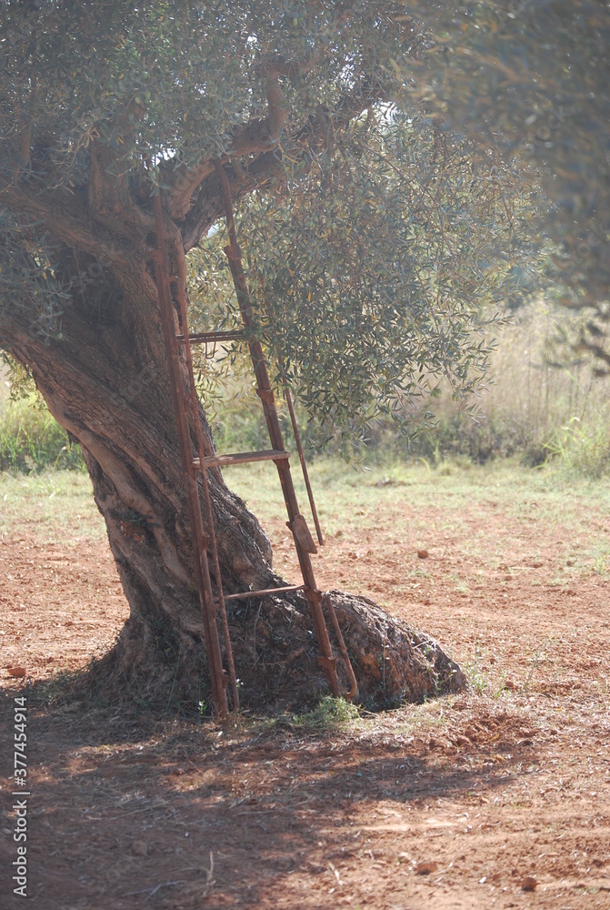 Old Metal Ladder against Olive Tree Old Metal Ladder against Olive Tree