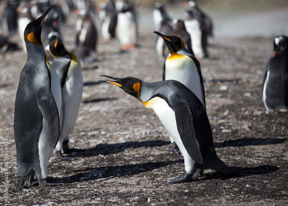 Fototapeta premium King Penguin (Aptenodytes patagonicus) feeding a chick, Saunders Island. 