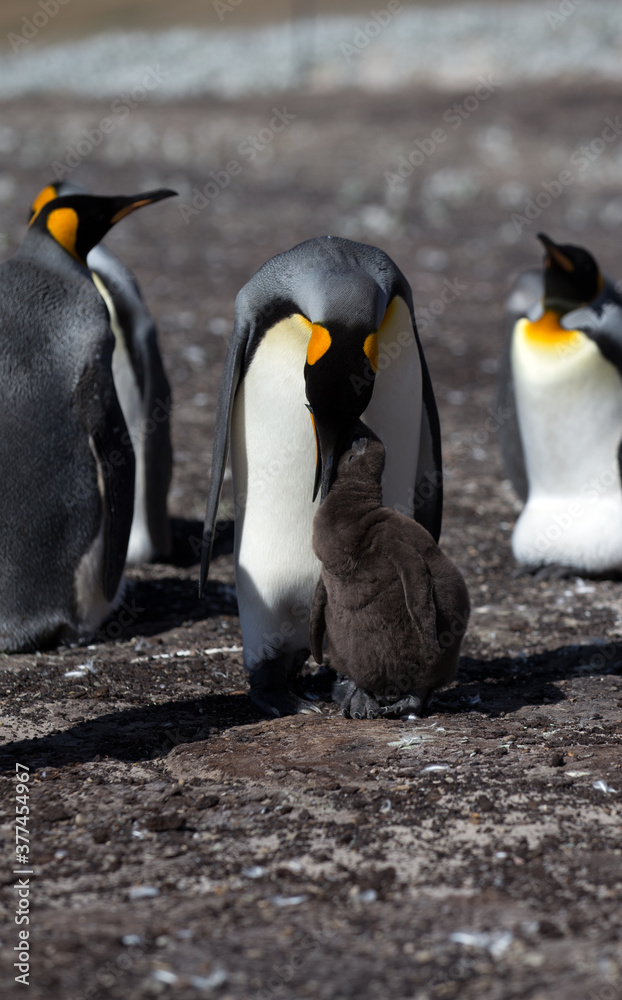 Fototapeta premium King Penguin (Aptenodytes patagonicus) feeding a chick, Saunders Island.