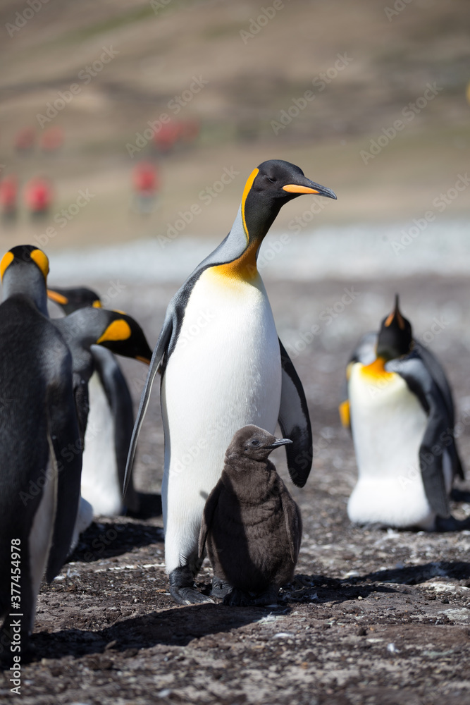 Obraz premium King Penguin (Aptenodytes patagonicus) feeding a chick, Saunders Island. 