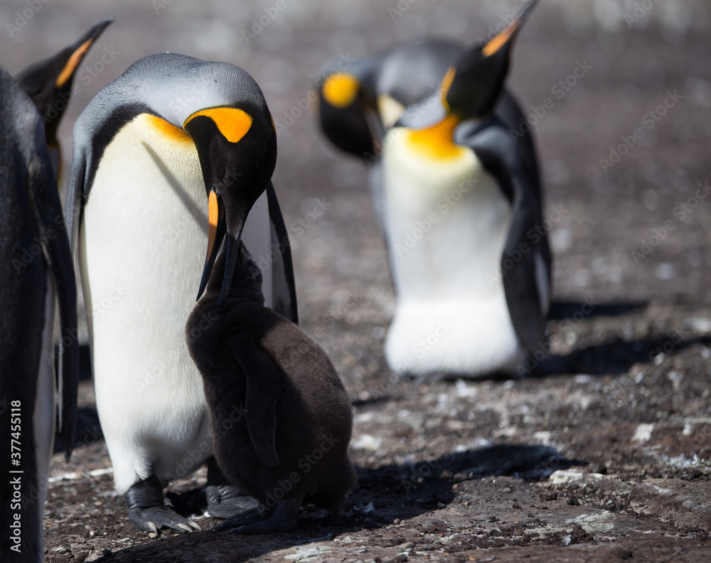 Fototapeta premium King Penguin (Aptenodytes patagonicus) feeding a chick, Saunders Island. 