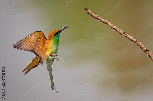 Image of Green Bee-eater bird(Merops orientalis) flying on nature background. Bird. Animals.