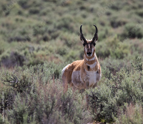 antelope in the wild