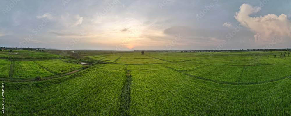 panorama of aerial view or bird eye view of agriculture in rice fields with sunset