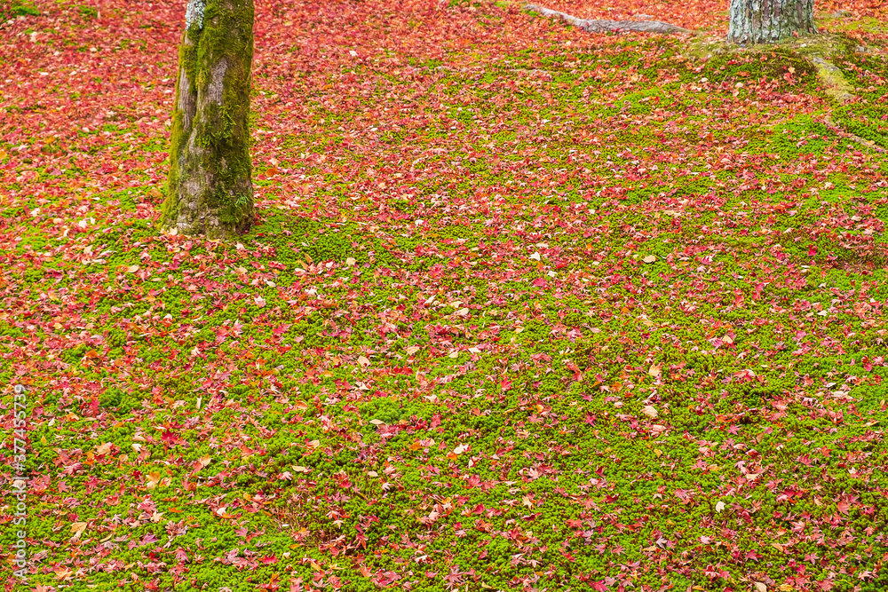 Colorful falling foliage in the garden, maple leaves natural color background banner for Autumn season, seasonal change, different and transition concept Colorful falling foliage in the garden, maple leaves natural color background banner for Autumn season, seasonal change, different and transition concept