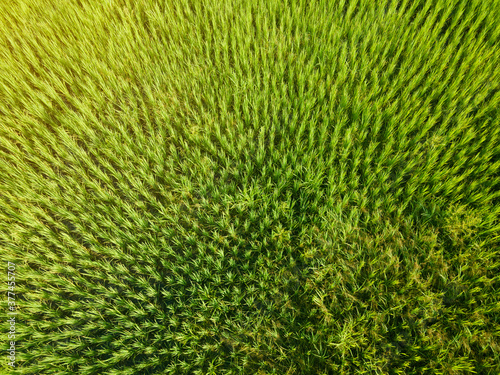 Aerial view or bird eye view of agriculture in rice fields