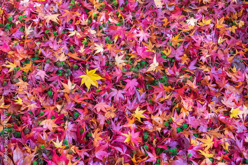Colorful falling foliage in the garden, maple leaves natural color background banner for Autumn season, seasonal change, different and transition concept © Jo Panuwat D