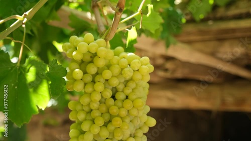 Wallpaper Mural Natural, organic grapes and vine leaves in the vineyard Torontodigital.ca
