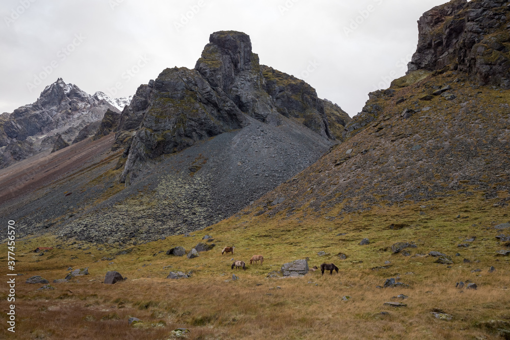 Icelandic horses grazing in grassy field of foothills