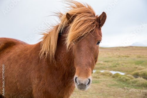 portrait of Icelandic horse in field © Attila Adam