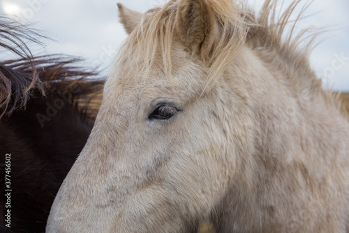 close-up of Icelandic horse 