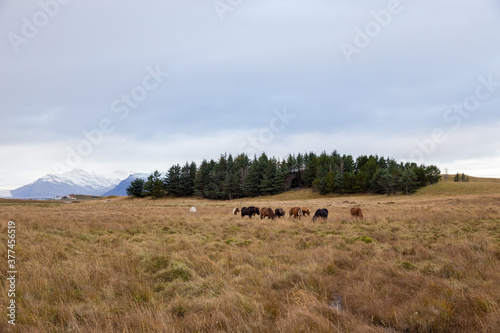 Icelandic horses grazing in rainy weather