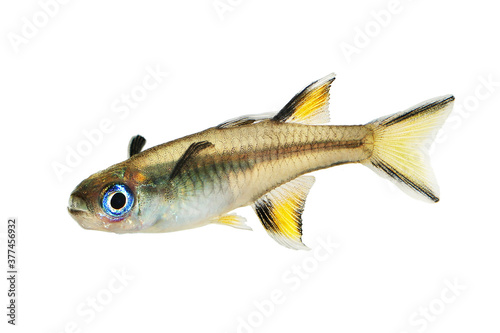 Pacific blue-eye Aquarium Fish Tropical Rainbow Fish Pseudomugil Signifer