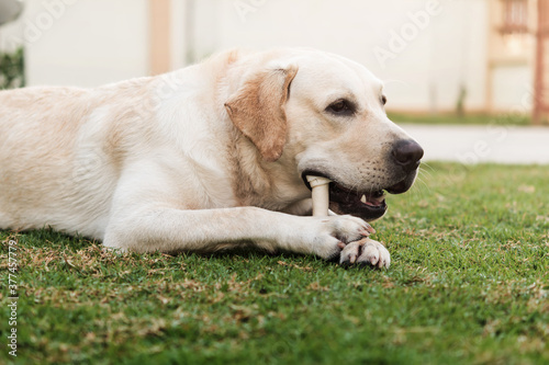 Yellow Labrador retriever have fun in home garden in action