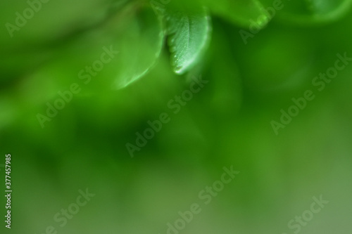 Bokeh green nature, Subtle background in abstract style for graphic design or wallpapers