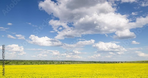 Blue Sky and white clouds above yellow Field Sunflower, panoramic view. Beautiful scenic dynamic Landscape agricultural land, 4K Time lapse. Beauty nature, Agriculture.