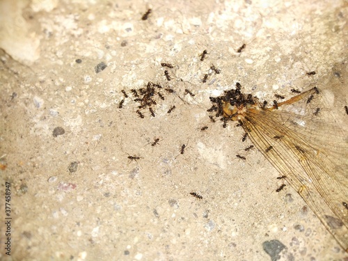 Ants eating dragon fly