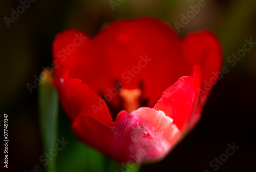 Fresh flower bright colors representative of love, friendship and Mother's Day, very special tulip gift in Guatemala.