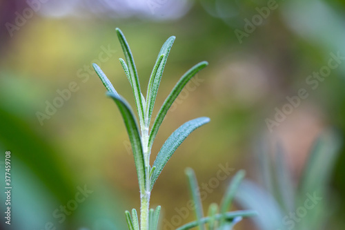 Macro abstract texture view of the top needle-like leaves on a fresh rosemary herb plant in a sunny herb garden