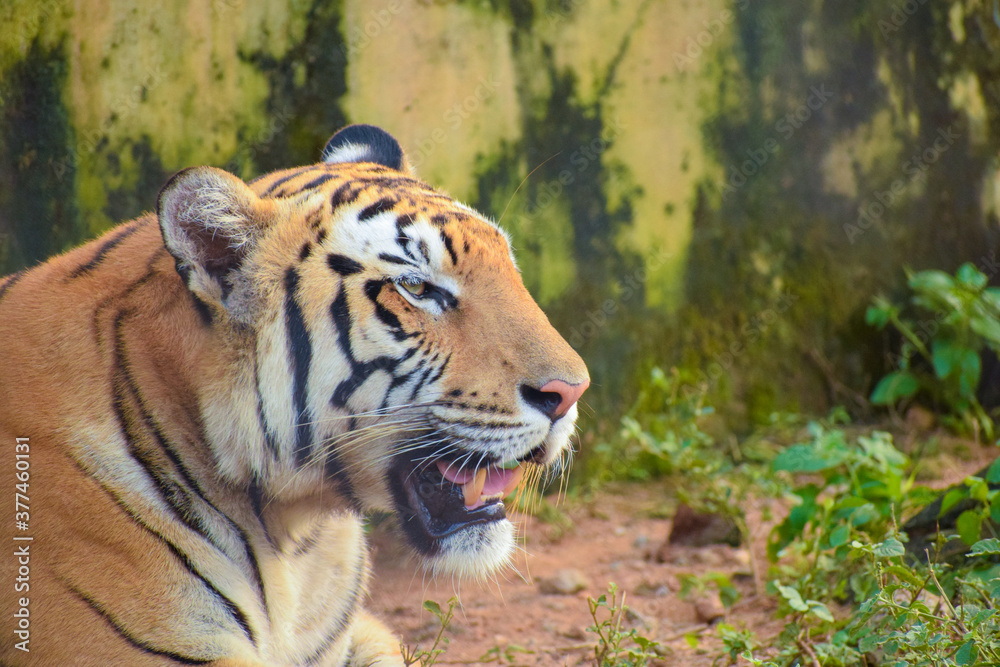 Fototapeta premium tiger in the wild