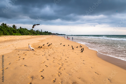 Beach on the island of Sri Lanka with a playing dog, a flock of crows and storm clouds