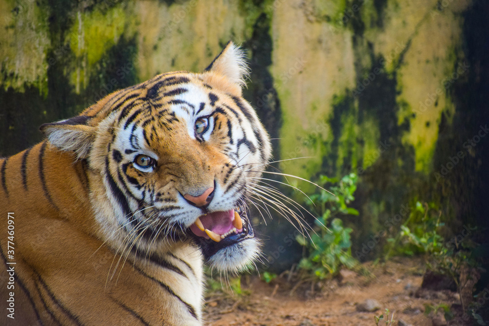 Obraz premium The furious Tiger in a fight with his mate