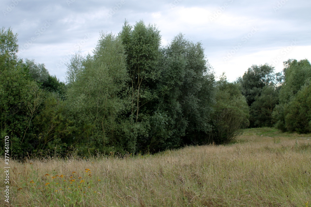 a wild meadow at the edge of the forest a wild meadow at the edge of the forest