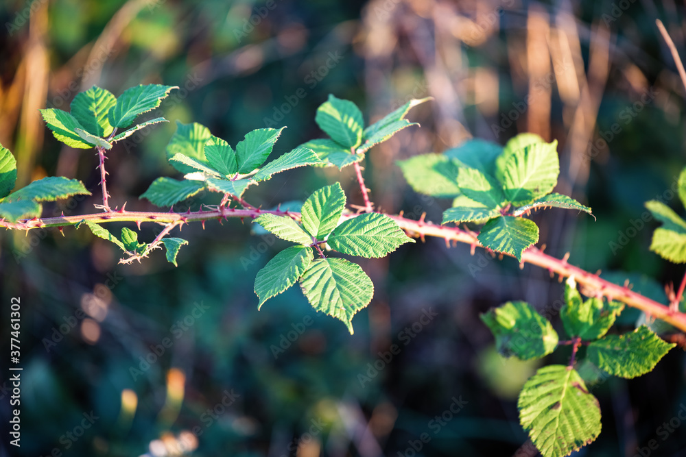 Closeup of blackberry leaves in evening summer sun