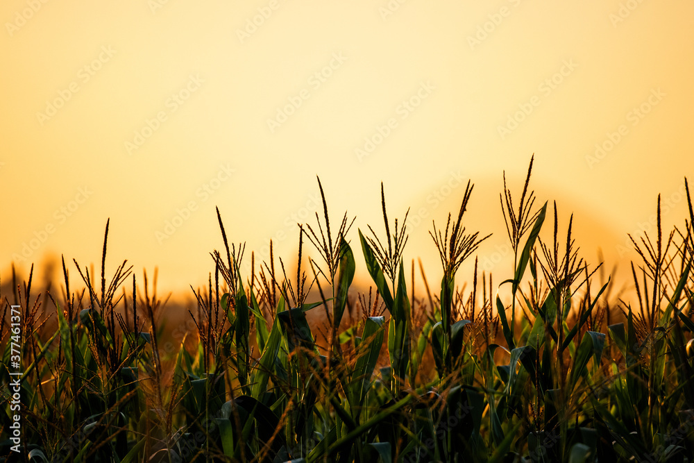 Orange smoke fills the sky above corn field