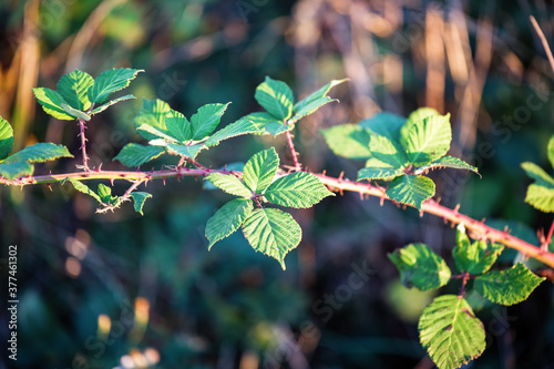 Obraz na płótnie Closeup of blackberry leaves in evening summer sun w salonie