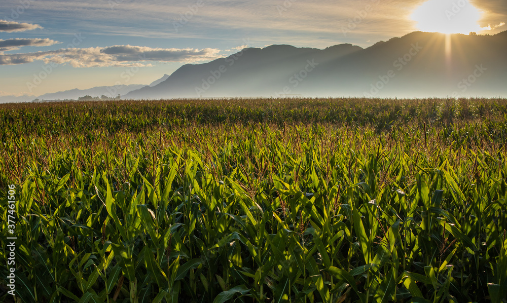 Summer sun lights up corn field