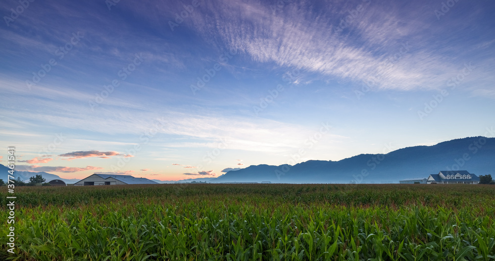 Early sunrise over corn field