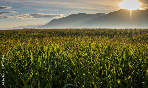 Summer sun lights up corn field