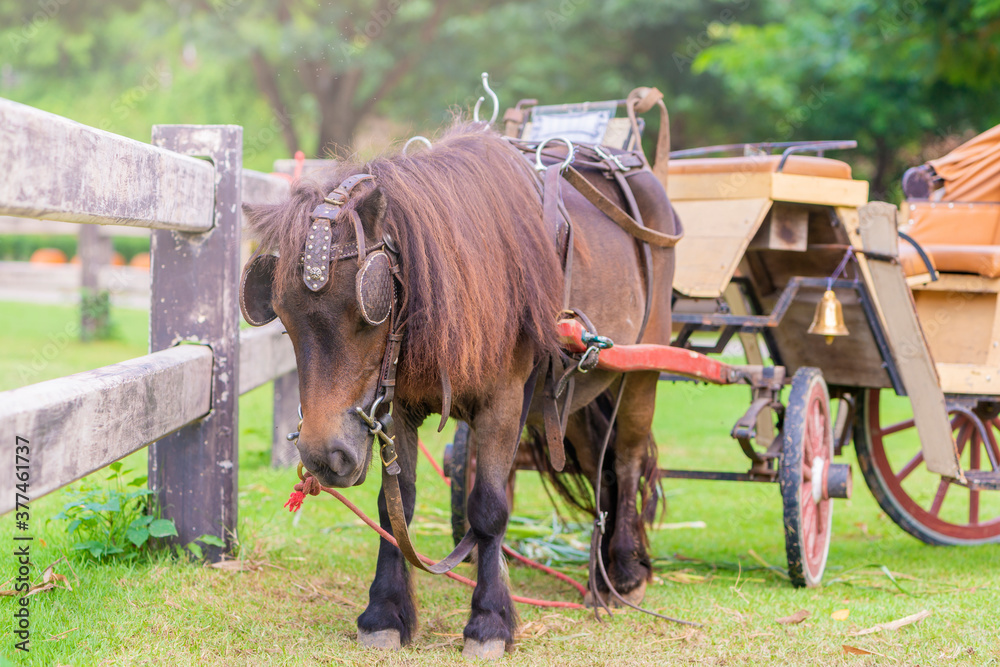 Countryside scene, horse and carriage at farm. Countryside scene, horse and carriage at farm.