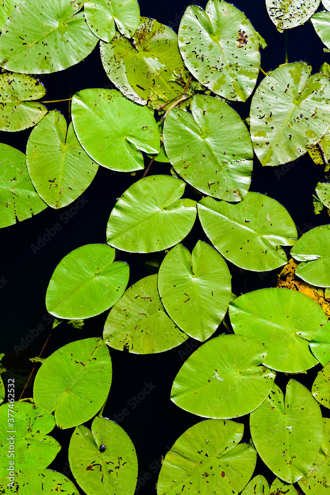 Water lilies on the surface of a forest lake Water lilies on the surface of a forest lake