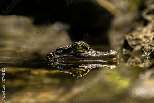 juvenile alligator with a stunning still water reflection 