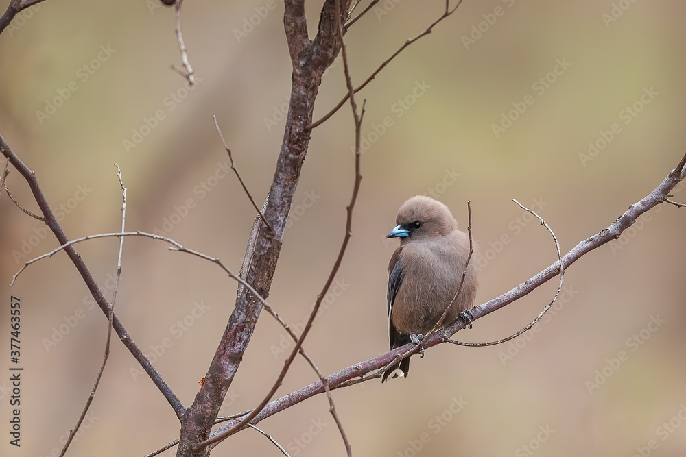 Obraz premium Dusky Woodswallow (Artamus cyanopterus) perched on a tree branch. A smoky deep brown to grey bird with blue bill and dark brown eye