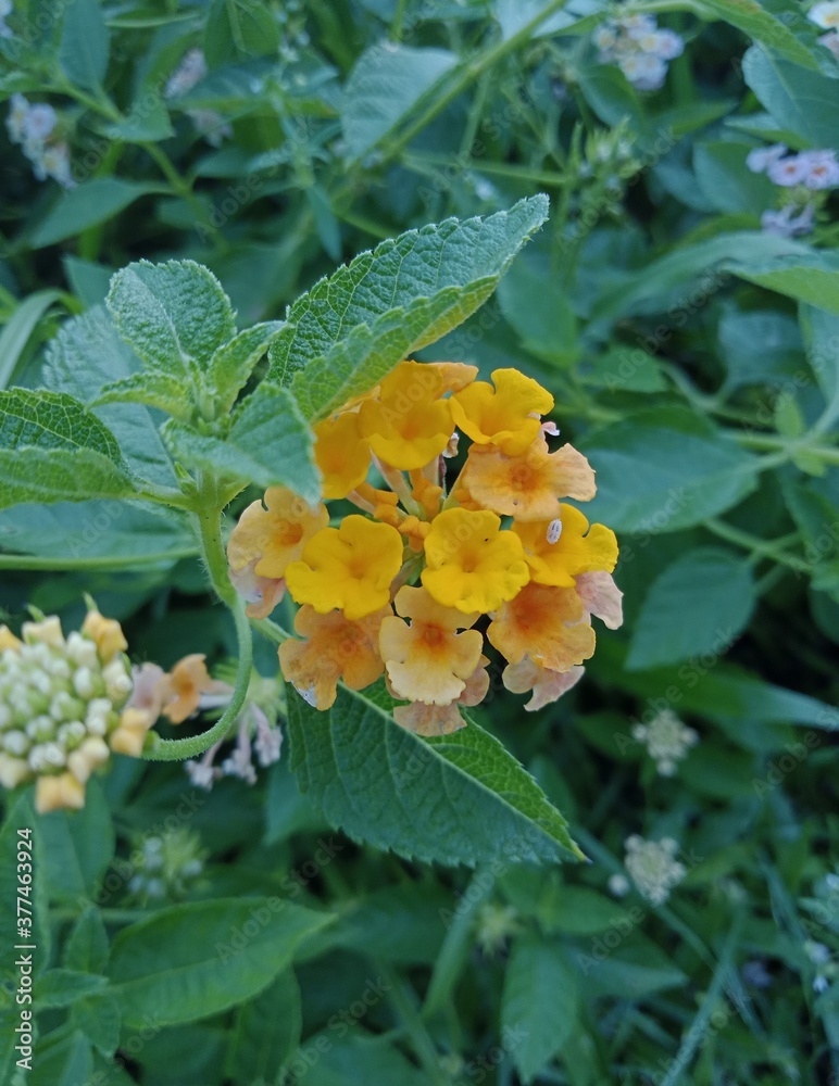 Obraz premium bee on a flower