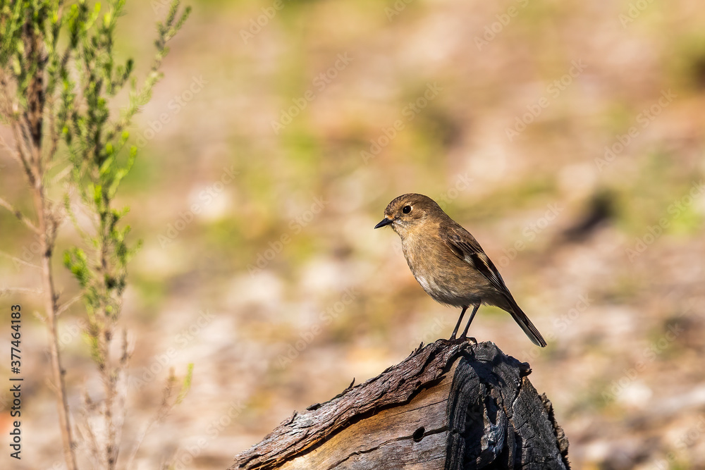 The female Flame Robin (Petroica phoenicea) is quite different from the male, being mostly grey-brown with a pale buff wing stripe, and a mostly white outer tail feather. The female Flame Robin (Petroica phoenicea) is quite different from the male, being mostly grey-brown with a pale buff wing stripe, and a mostly white outer tail feather.