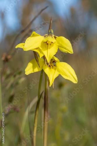 Golden Moth Orchid (Diuris chryseopsis) is a tuberous, perennial herb with drooping, lemon yellow flowers with brownish markings. photo