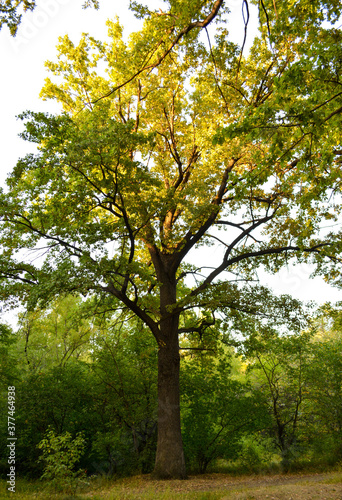 oak in a clearing in the light of sunset